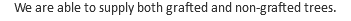 We are able to supply both grafted and non-grafted trees.