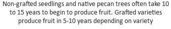 Non-grafted seedlings and native pecan trees often take 10 to 15 years to begin to produce fruit. Grafted varieties produce fruit in 5-10 years depending on variety